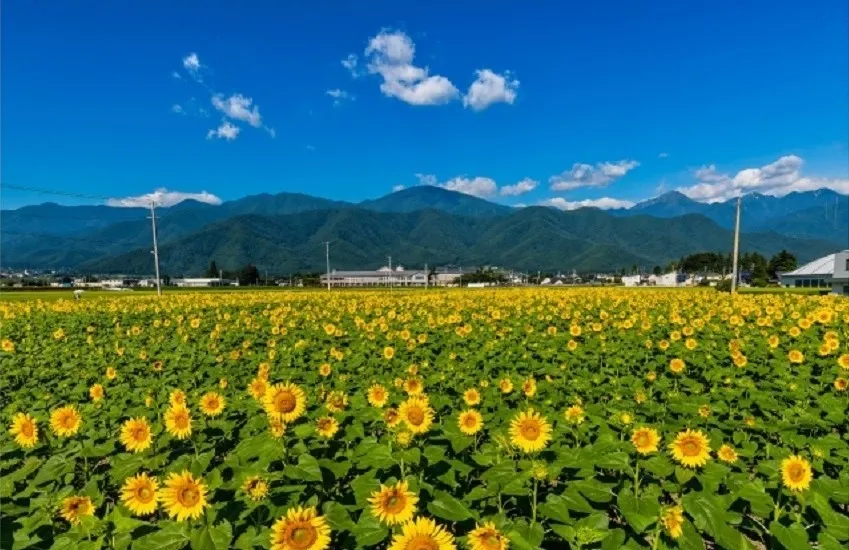 長野県安曇野市の不動産売却なら安曇野暮らしのコンサルタント 藤 原 建 築 | 不動産に関する様々な悩みに対応